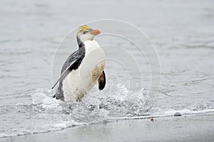 Royal Penguin (Eudyptes schlegeli) coming out the water photo