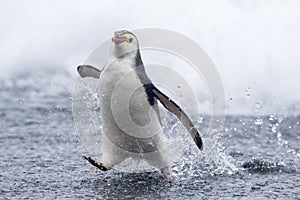 Royal Penguin, Eudyptes schlegeli photo