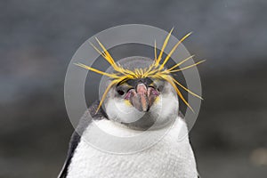 Royal Penguin, Eudyptes schlegeli photo