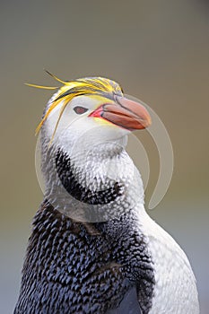 Royal Penguin (Eudyptes schlegeli) portrait