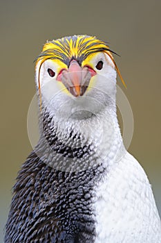 Royal Penguin (Eudyptes schlegeli) portrait