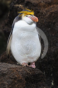 Royal Penguin (Eudyptes schlegeli) standing on rocks