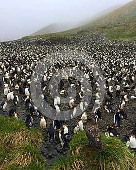 Royal Penguin, Eudyptes schlegeli photo