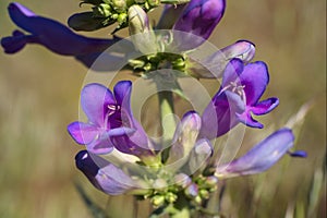 Royal Penstemon or Penstemon Speciosus