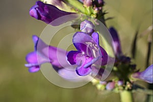 Royal Penstemon or Penstemon Speciosus