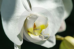 Royal phalaenopsis white orchid macro with shadows