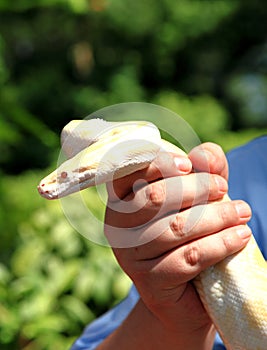 Royal phyton snake