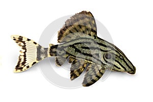 Royal Pleco Panaque nigrolineatus, or royal plec aquarium fish