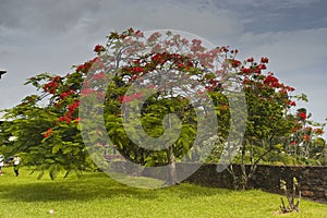 Royal Poinciana photo