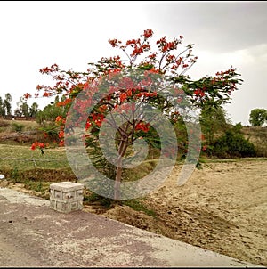 Royal poinciana and Acacia plant in Indian field