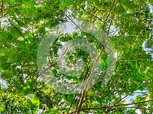 Royal poinciana Biancaea sappan tree background