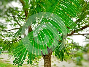 Royal poinciana, Biancaea sappan tree leaves