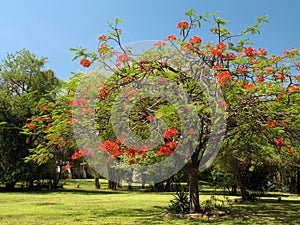 Royal Poinciana in bloom - 1