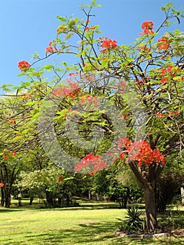 Royal Poinciana in bloom - 2 photo