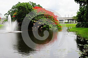 Royal Poinciana in bloom and fountain