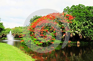 Royal Poinciana in bloom and fountain in water photo