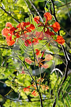 Royal poinciana (Delonix regia)