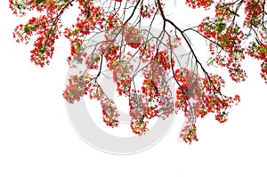 Royal Poinciana or Flamboyant photo