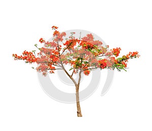 Royal Poinciana or Flamboyant tree