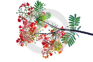 Royal poinciana flower , red flower isolated on white background