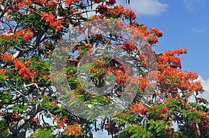 Royal Poinciana Tree