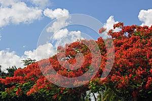 Royal Poinciana Tree photo