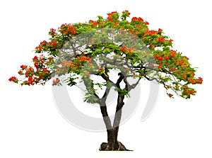 Royal Poinciana tree with red flower photo