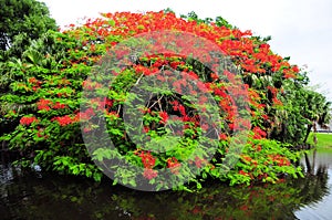 Royal Poinciana Tree small island