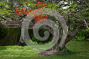 Royal poinciana tree in tropical garden red flower blooms blossom photo