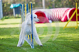 Royal poodle at an agility course