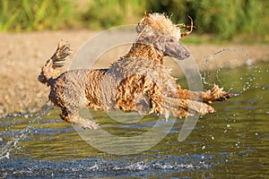 Royal poodle is jumping in the water