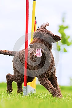 Royal poodle runs a slalom cours