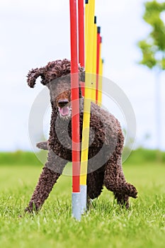 Royal poodle runs a slalom cours