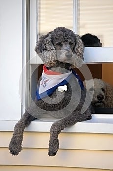 Royal Poodle in Window