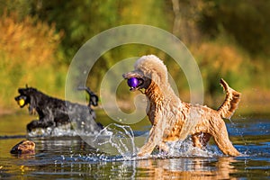 Royal poodles playing in a lake