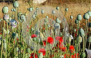 Royal poppy farm field photo
