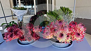 The royal protea symbol of South Africa is sold in Cape Town.