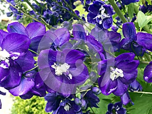 Royal purple Larkspur