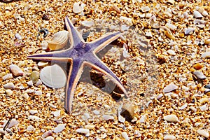 Royal Purple Starfish on the Beach