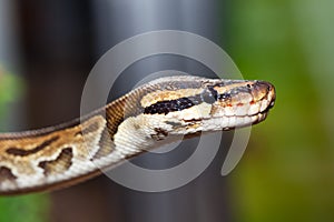 Royal python, or ball python (Python regius) photo