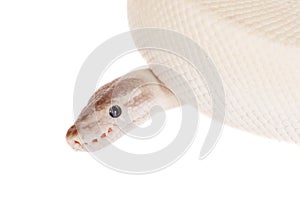 Royal Python, or Ball Python on white