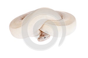 Royal Python, or Ball Python on white