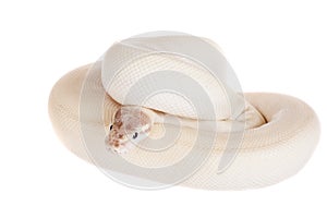 Royal Python, or Ball Python on white