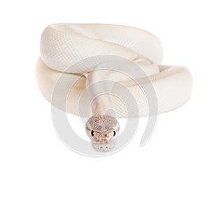 Royal Python, or Ball Python on white