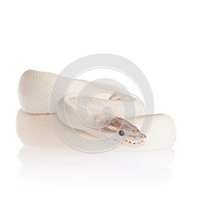 Royal Python, or Ball Python on white