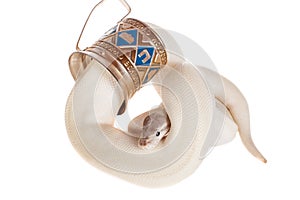 Royal Python, or Ball Python on white