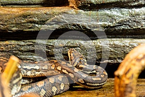 The royal python, ball python, python regius snake