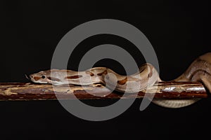 Royal Python, or Ball Python Python regius, studio