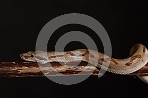 Royal Python, or Ball Python Python regius, studio