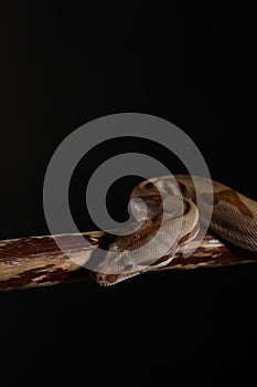 Royal Python, or Ball Python Python regius, studio